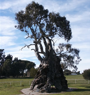 Australian Tree
